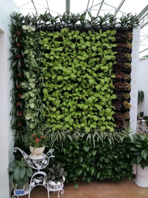 立体植物墙